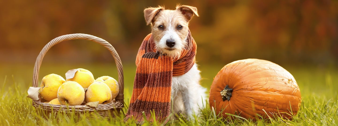 Dog sitting with apple basket and pumpkin